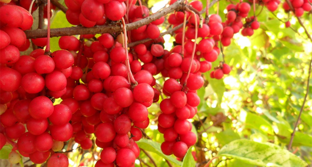 qua-schizandra-berries1